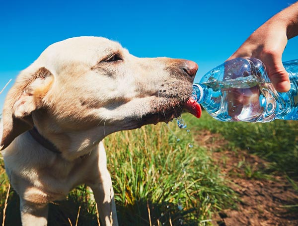 Dog drinking water from water bottle